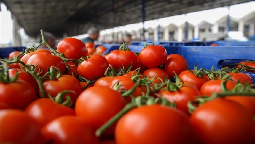 Üretici, Halde Satamadığı 4 Ton Domatesi Vatandaşlara Bedelsiz Dağıttı